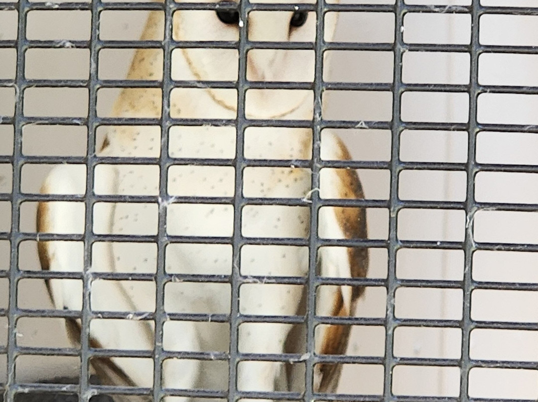 Wildlife Images - Rehabilitation & Education Center-格兰茨帕斯必去景点