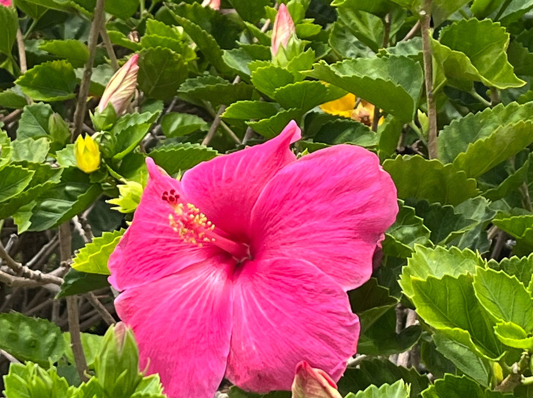 Laie Hawaii Temple-拉叶必去景点