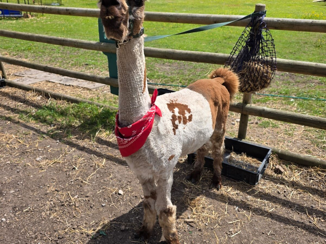 Woodlands Alpaca Farm-沃灵顿必去景点