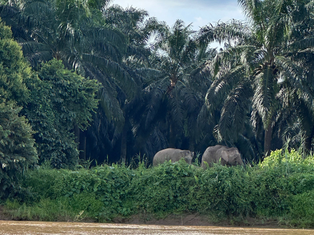 Borneo Eco Tours-亚庇必去景点