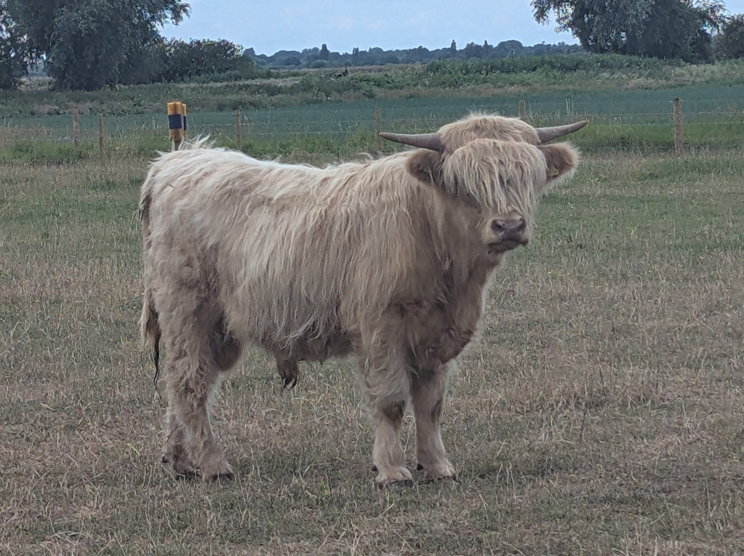 Highland Cow Cottage-Royston必去景点