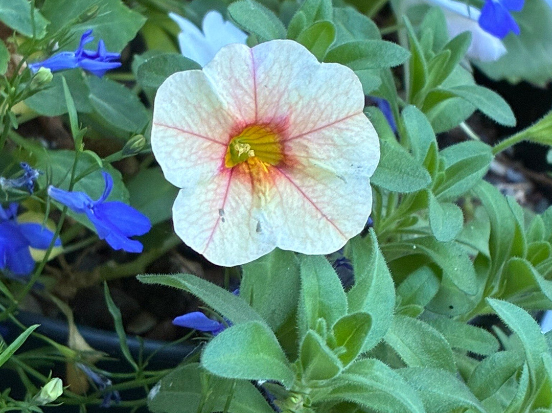 Kwekerij Morning Glory-Aalsmeer必去景点