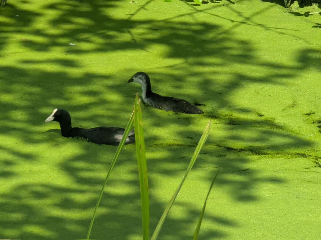 Walthamstow Wetlands-伦敦必去景点