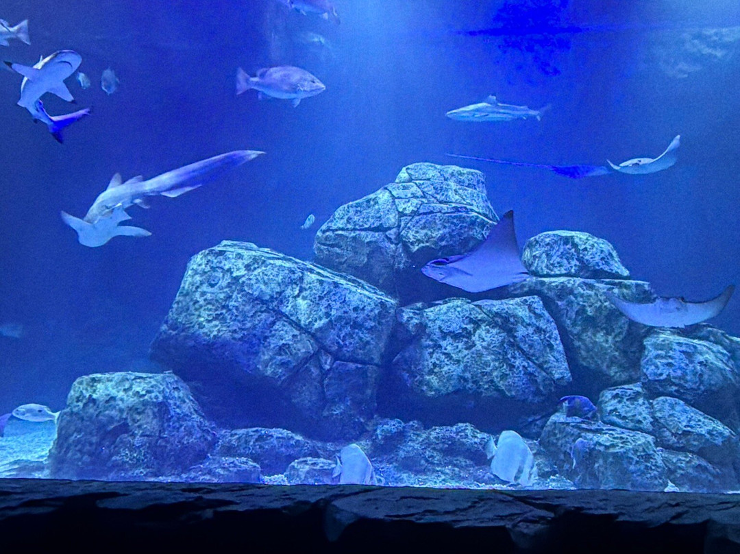Marassi Aquarium & Underwater Zoo-Diyar Al Muharraq必去景点