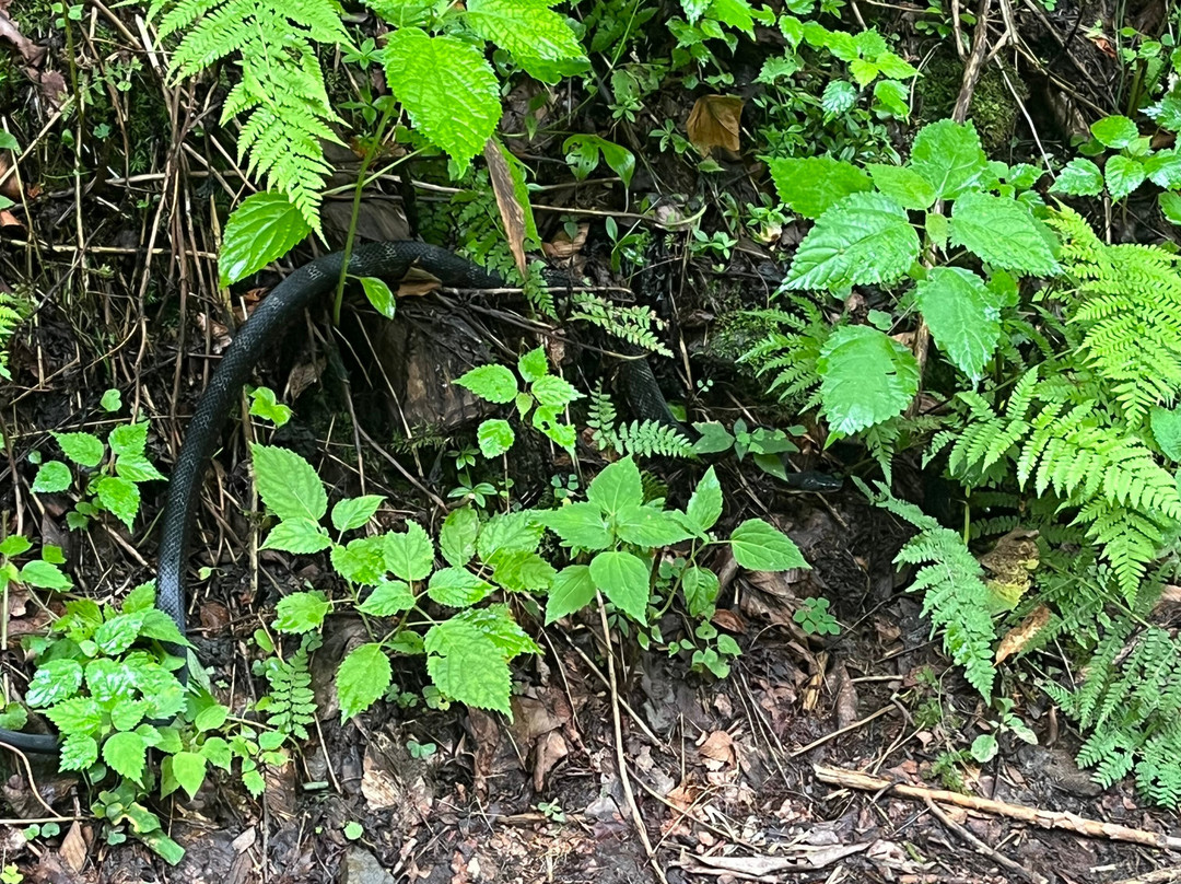 Great Smoky Mountains National Park-盖林柏格必去景点