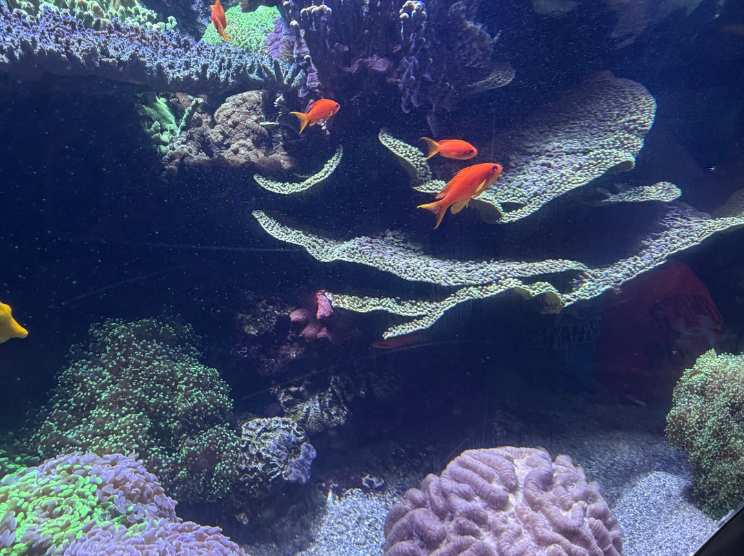 莱利大烟山水族馆-盖林柏格必去景点