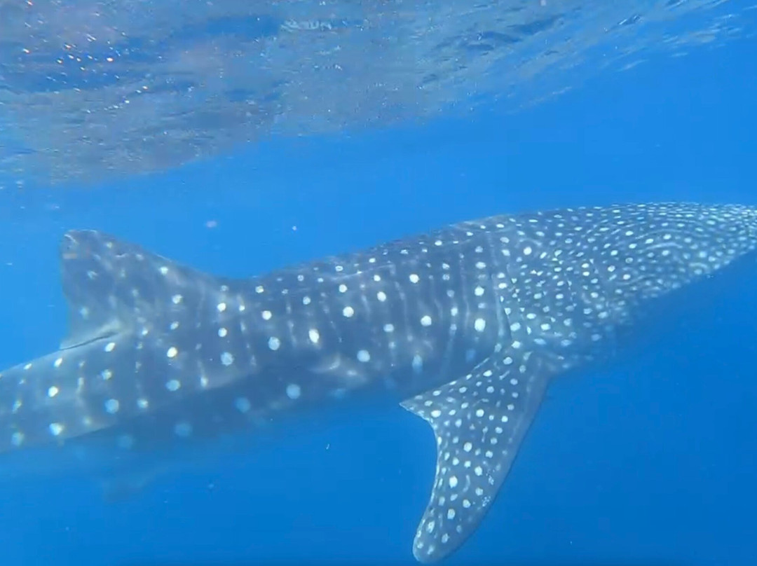 Ningaloo Whaleshark Swim-埃克斯茅斯必去景点