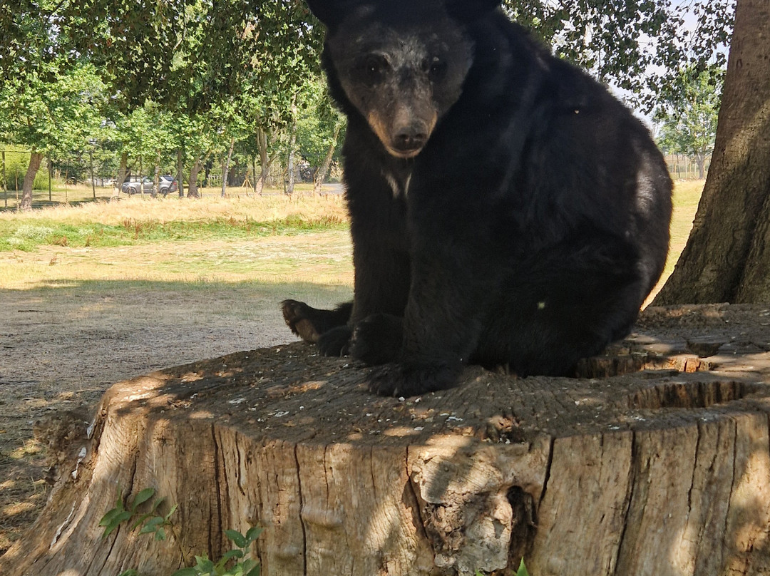 Woburn Safari Park-Woburn必去景点