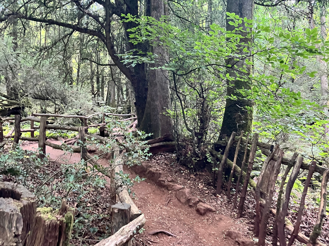 Puzzlewood-Coleford必去景点
