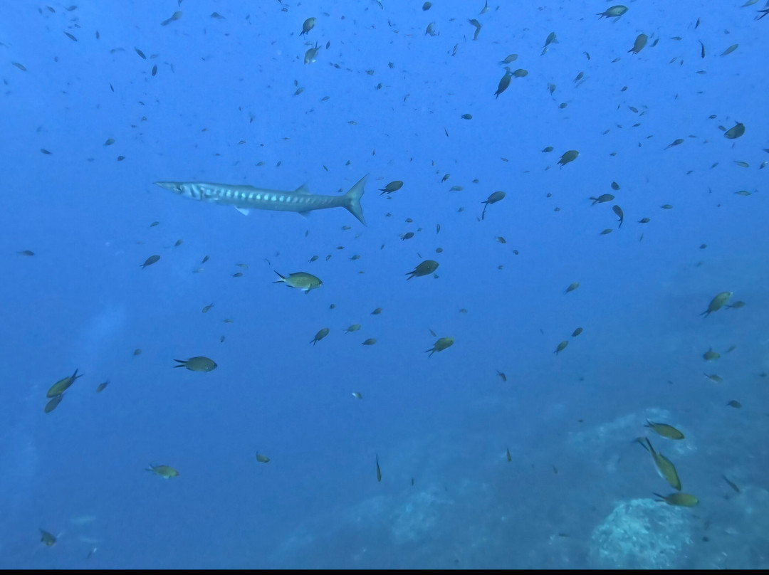 Orca Diving Ustica-Ustica必去景点