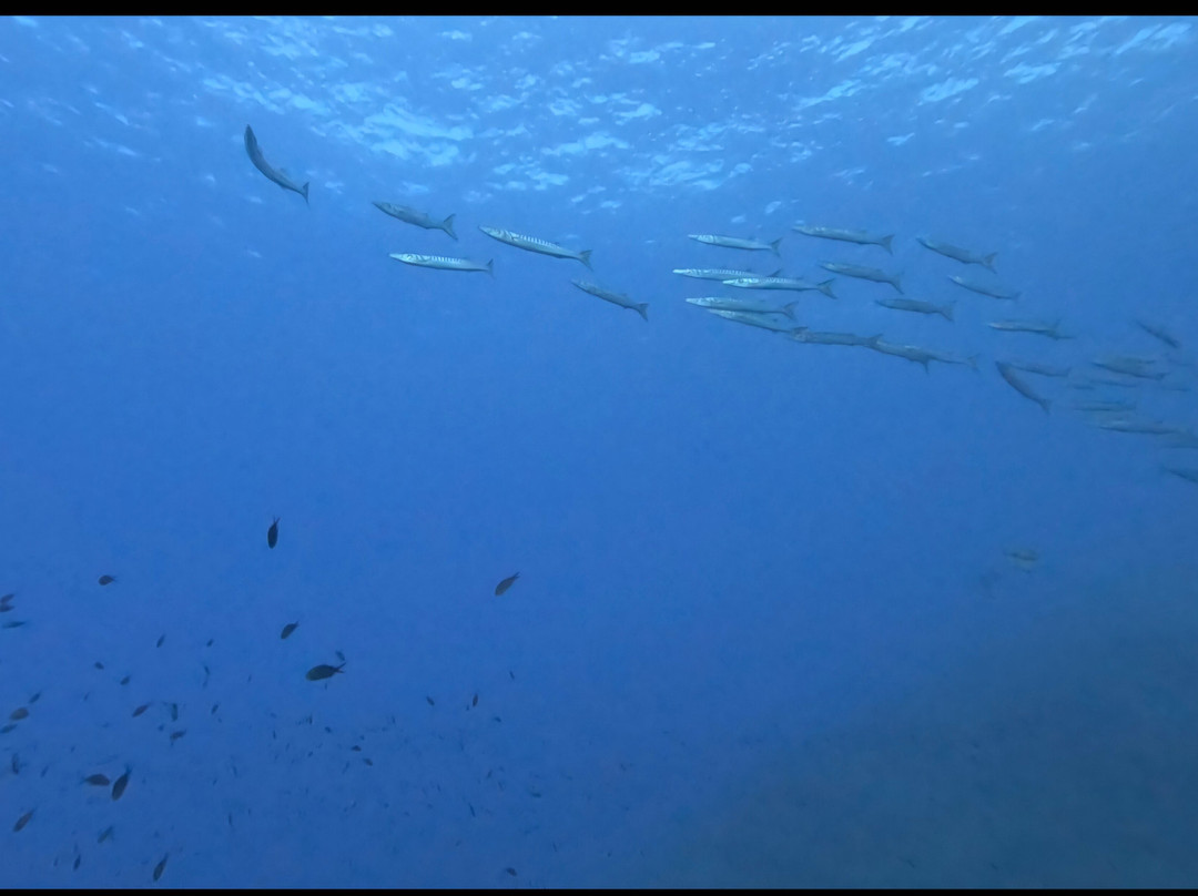 Orca Diving Ustica-Ustica必去景点