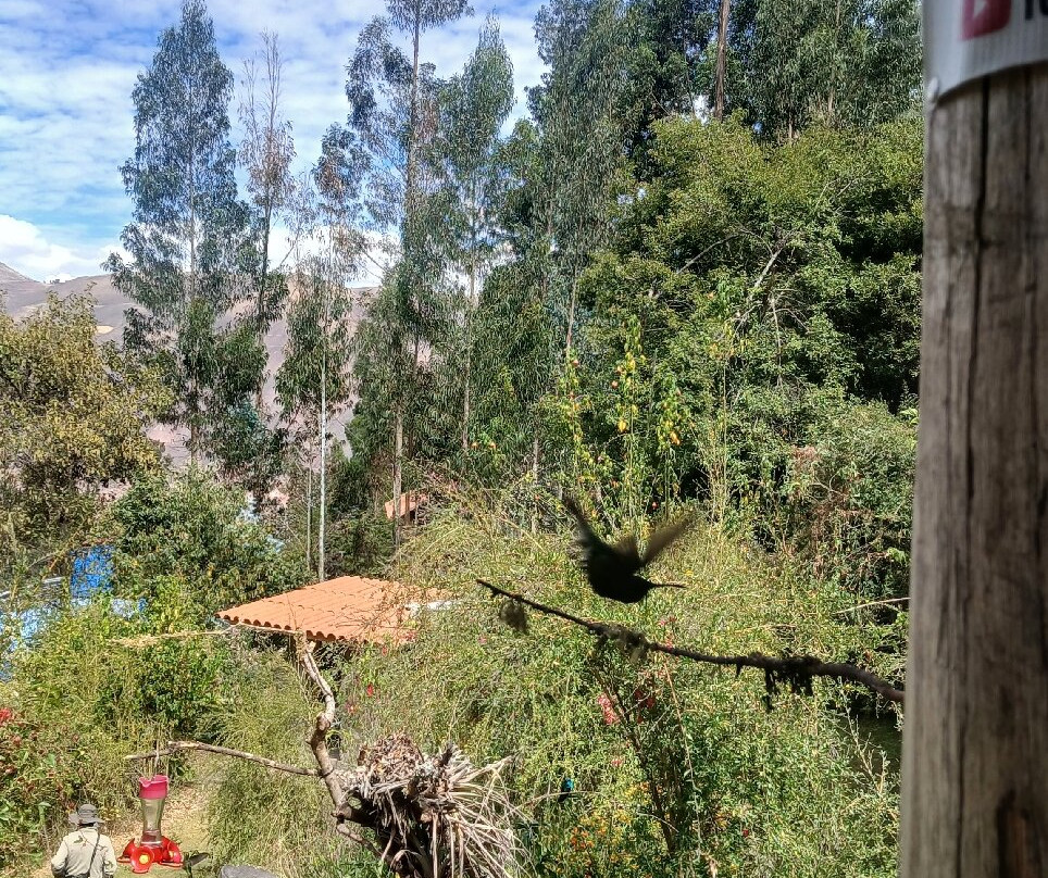 Santuario de colibríes - Ensifera Ensifera-乌鲁班巴必去景点