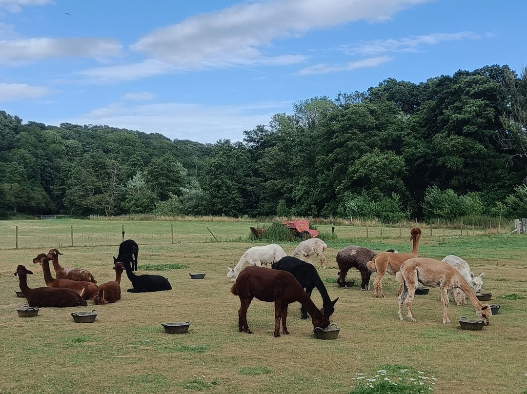 Bell Farm Alpacas-Pensford必去景点