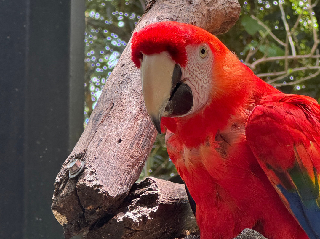 Refugio Animal De Costa Rica-圣安娜必去景点