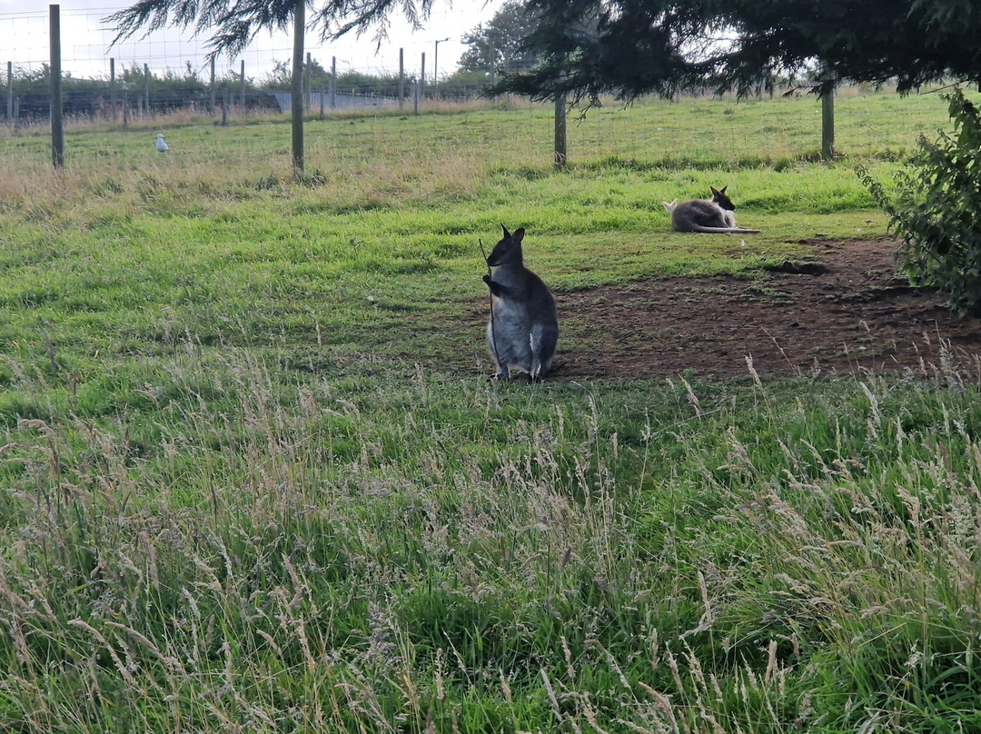Heads of Ayr Farm Park-艾尔必去景点