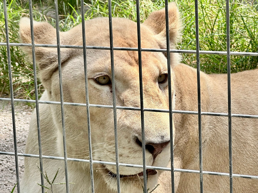 McCarthy's Wildlife Sanctuary-西棕榈滩必去景点