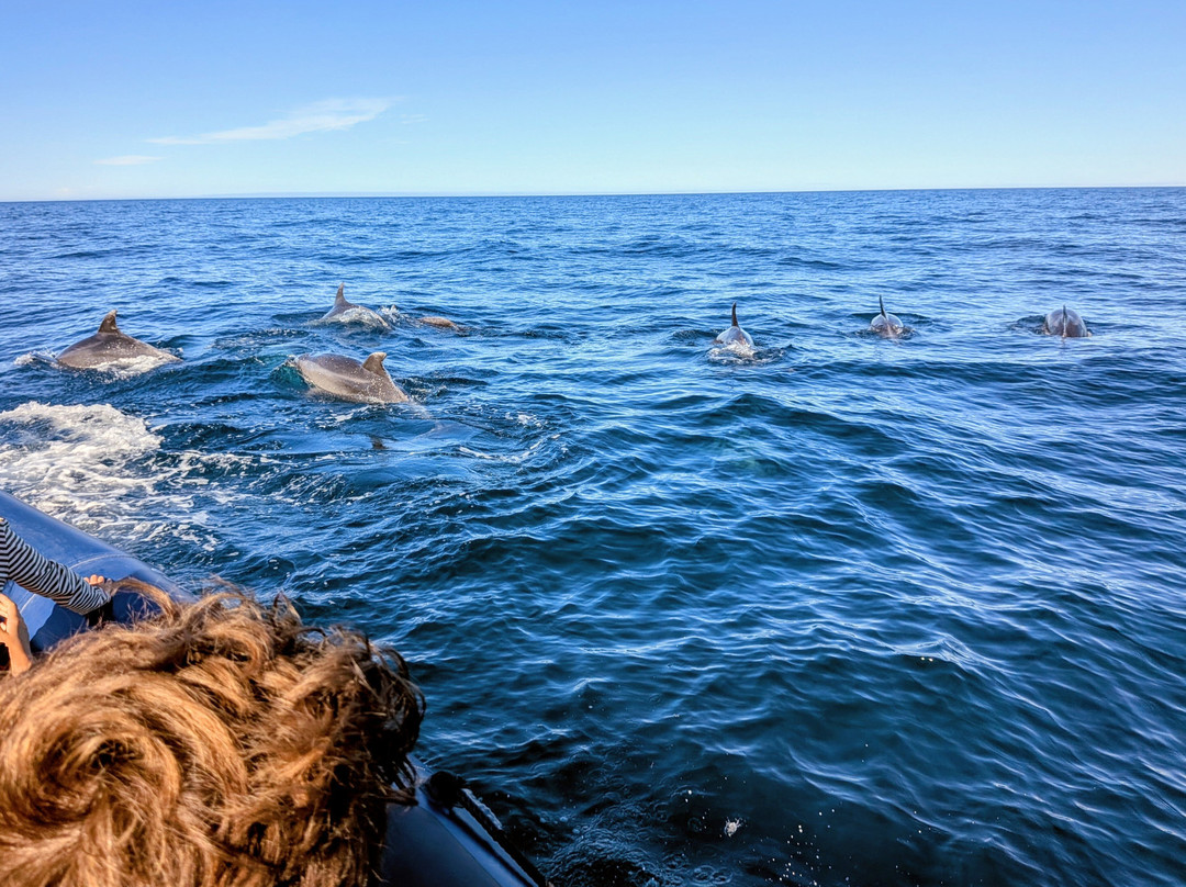 Wildwatch Algarve-费拉古多必去景点