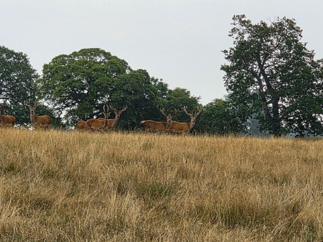 Raby Castle, Park And Gardens-Staindrop必去景点