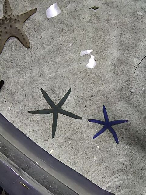 冲绳美之海水族馆-本部町必去景点
