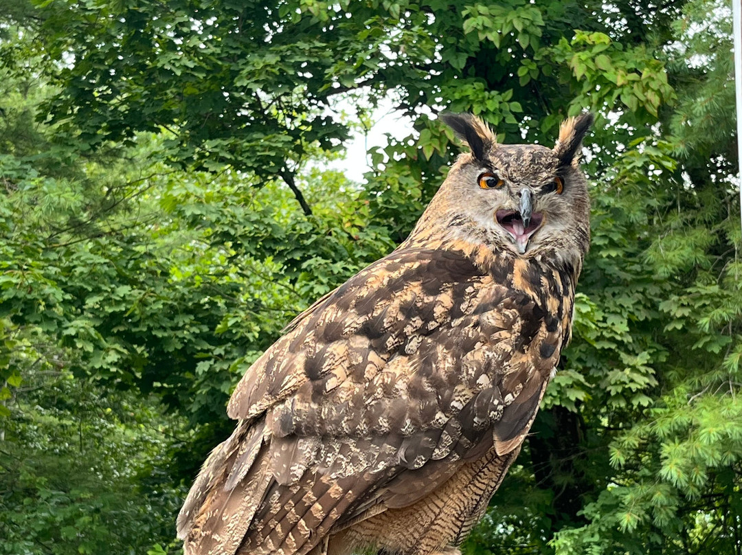 The Greenbrier Falconry-White Sulphur Springs必去景点
