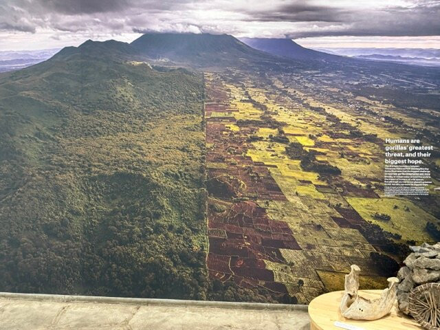Ellen DeGeneres Campus of the Dian Fossey Gorilla Fund-Kinigi必去景点