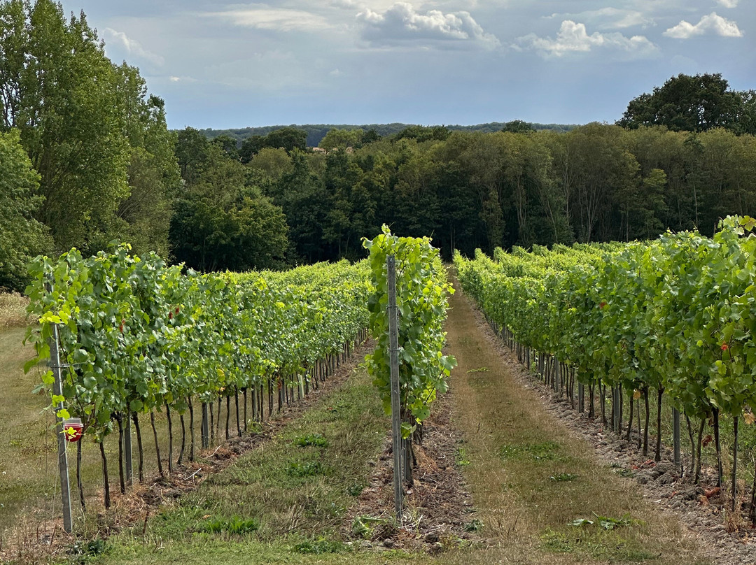 Wildshark Vineyard-Harrietsham必去景点