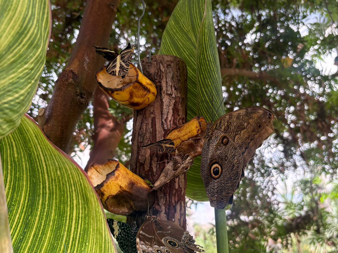 Stratford Butterfly Farm-埃文河畔斯特拉特福必去景点
