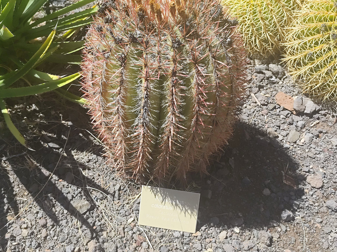 Cactualdea Park-San Nicolas必去景点