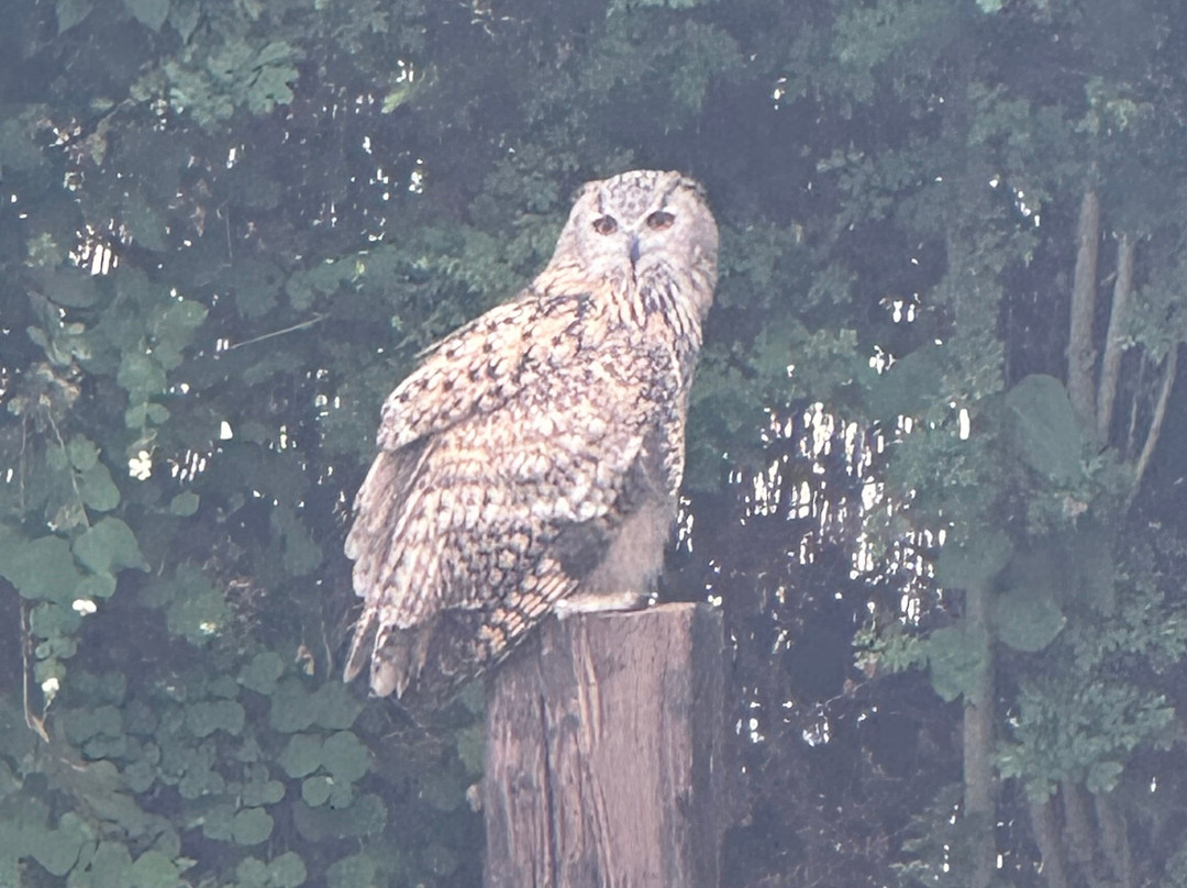 Baytree Owl and Raptor Centre-Spalding必去景点