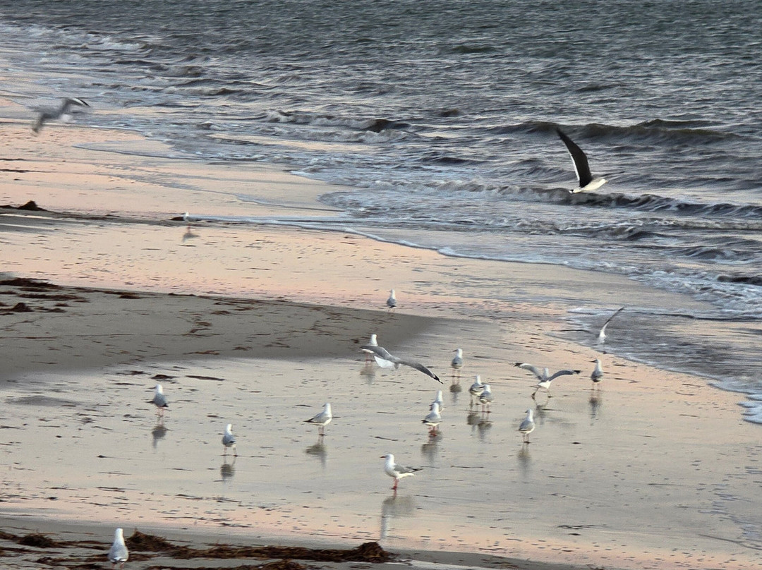 Henley Square-Henley Beach必去景点