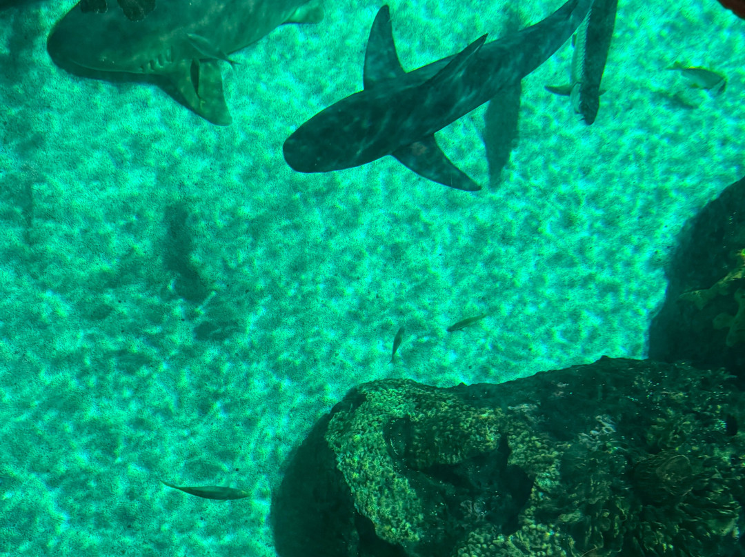 莱利大烟山水族馆-盖林柏格必去景点