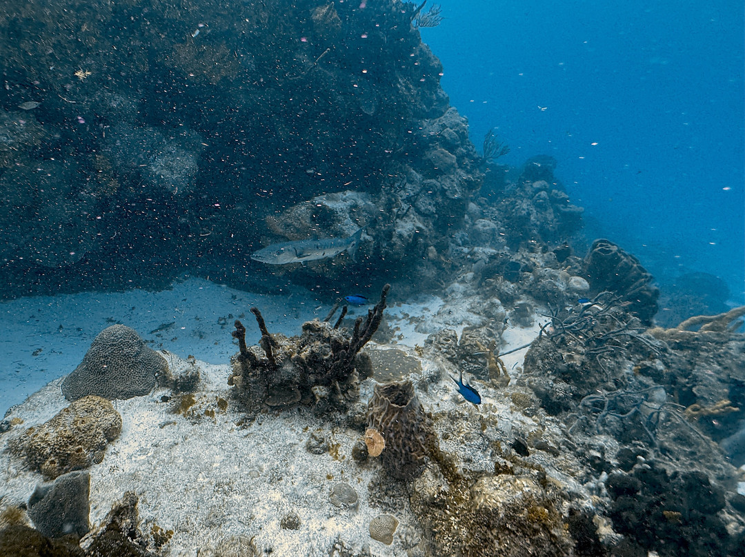 Scuba Life Cozumel-San Miguel de Cozumel必去景点