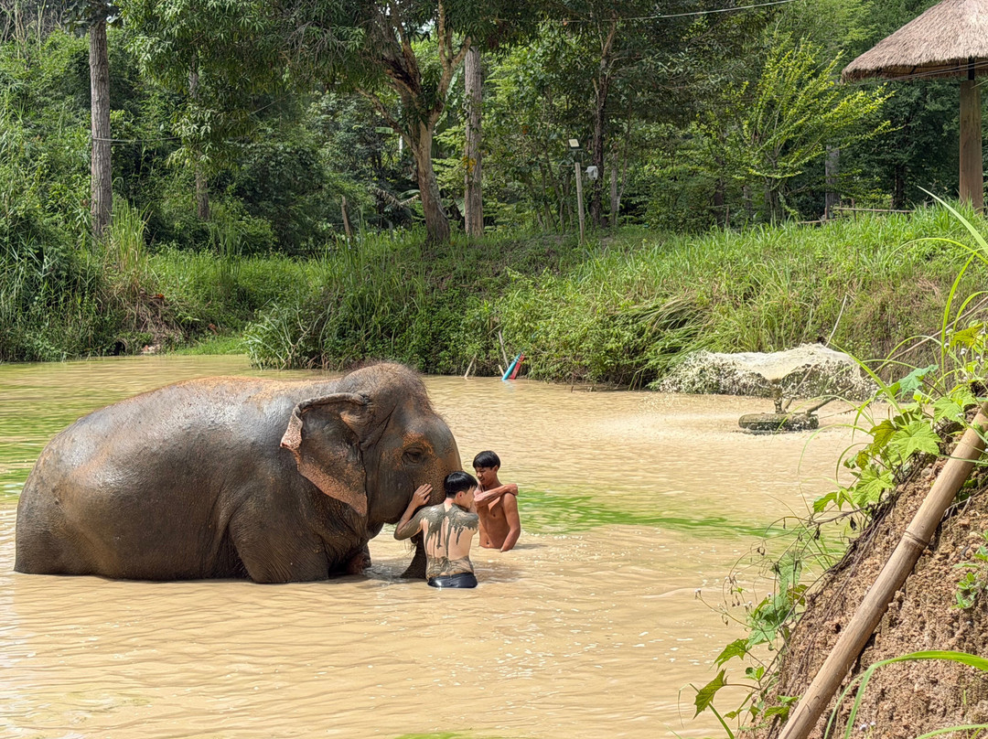 Maerim Elephant Sanctuary-夜林必去景点