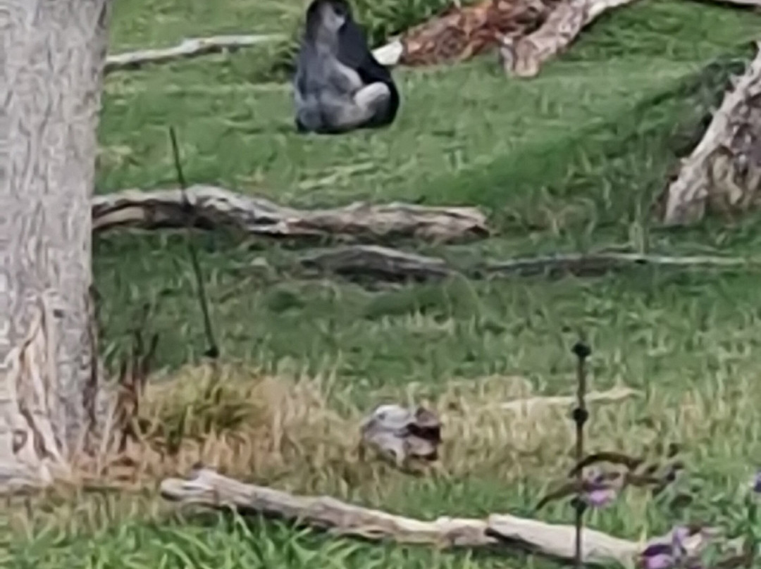 Longleat Safari Park-沃敏斯特必去景点
