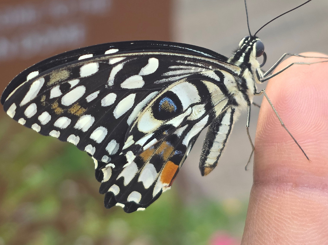 The Butterfly Gardens Abu Dhabi-阿布扎比必去景点