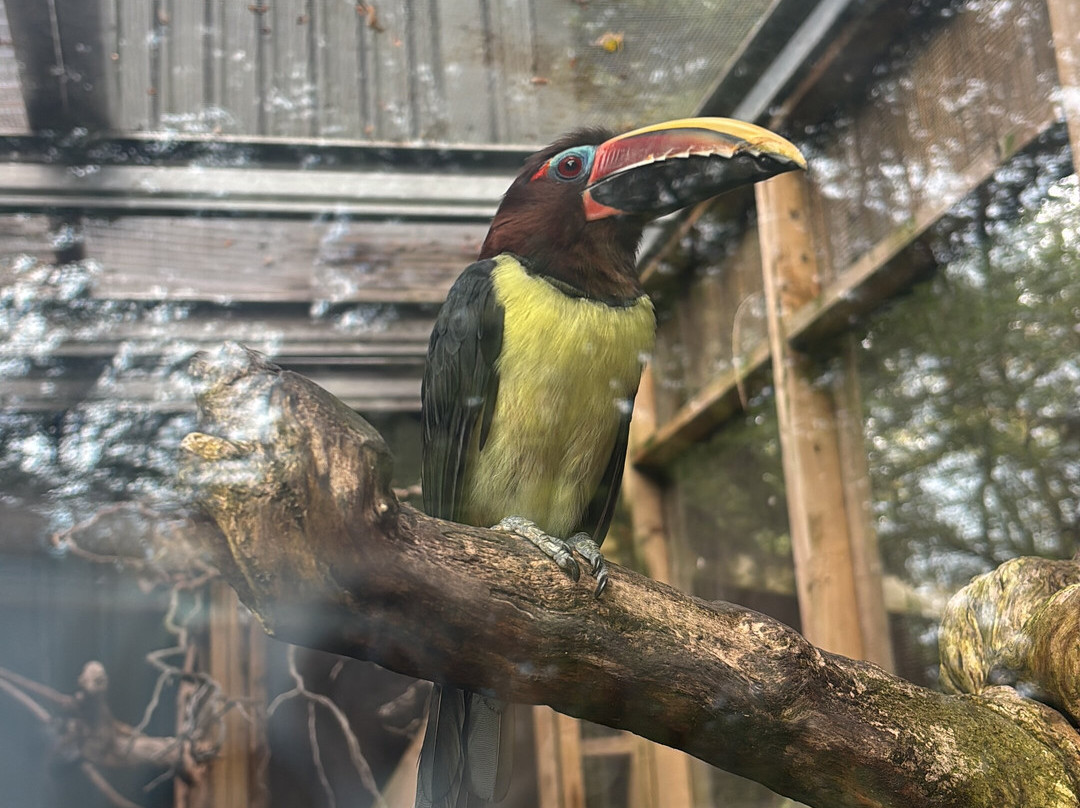 Dudley Zoo and Castle-Dudley必去景点