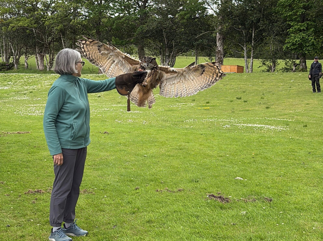 Shieldaig Falconry-盖尔洛赫必去景点