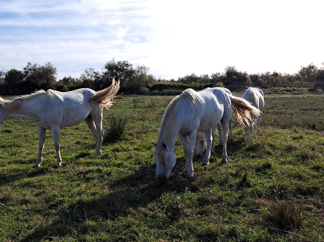 La Camargue d’antan-Beauvoisin必去景点
