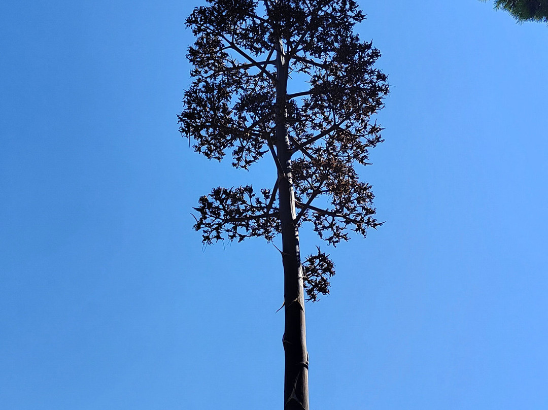 Orto Botanico-卡利亚里省必去景点