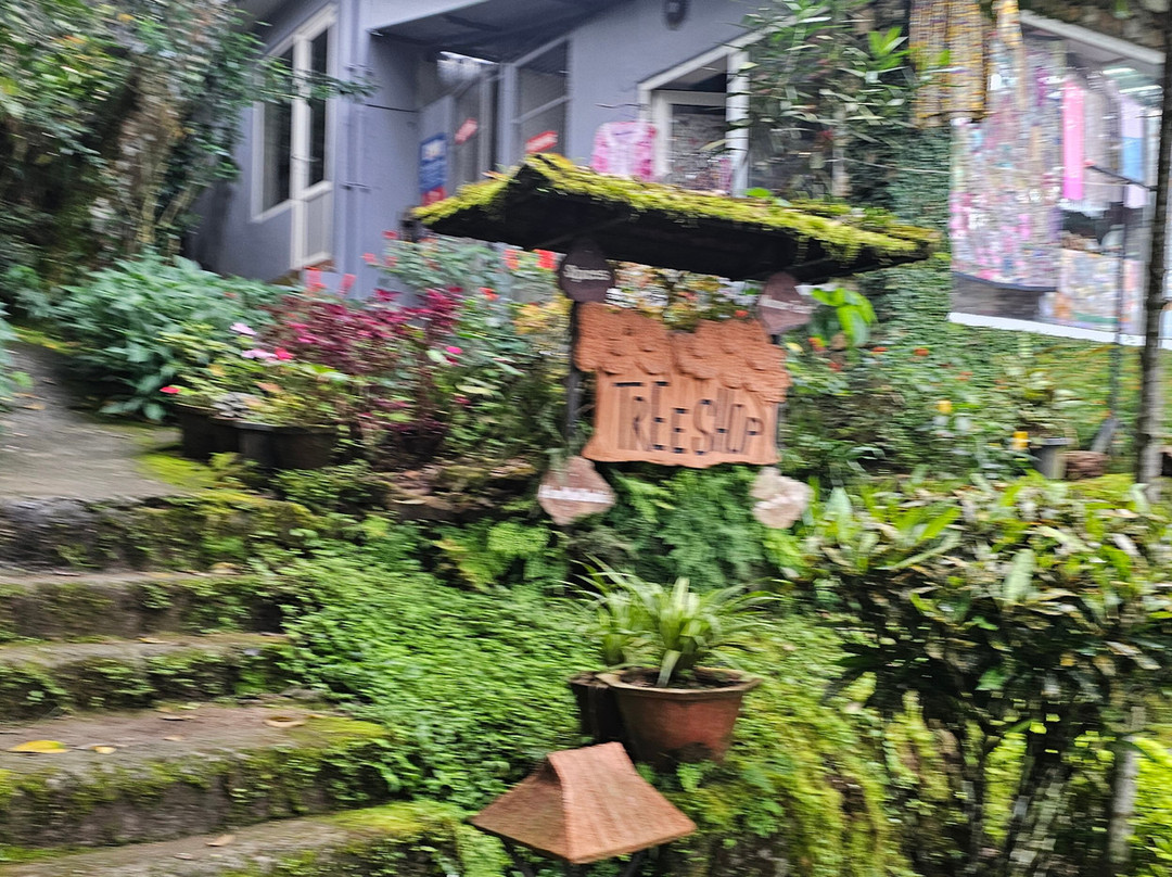 蒙纳大树酒店主图