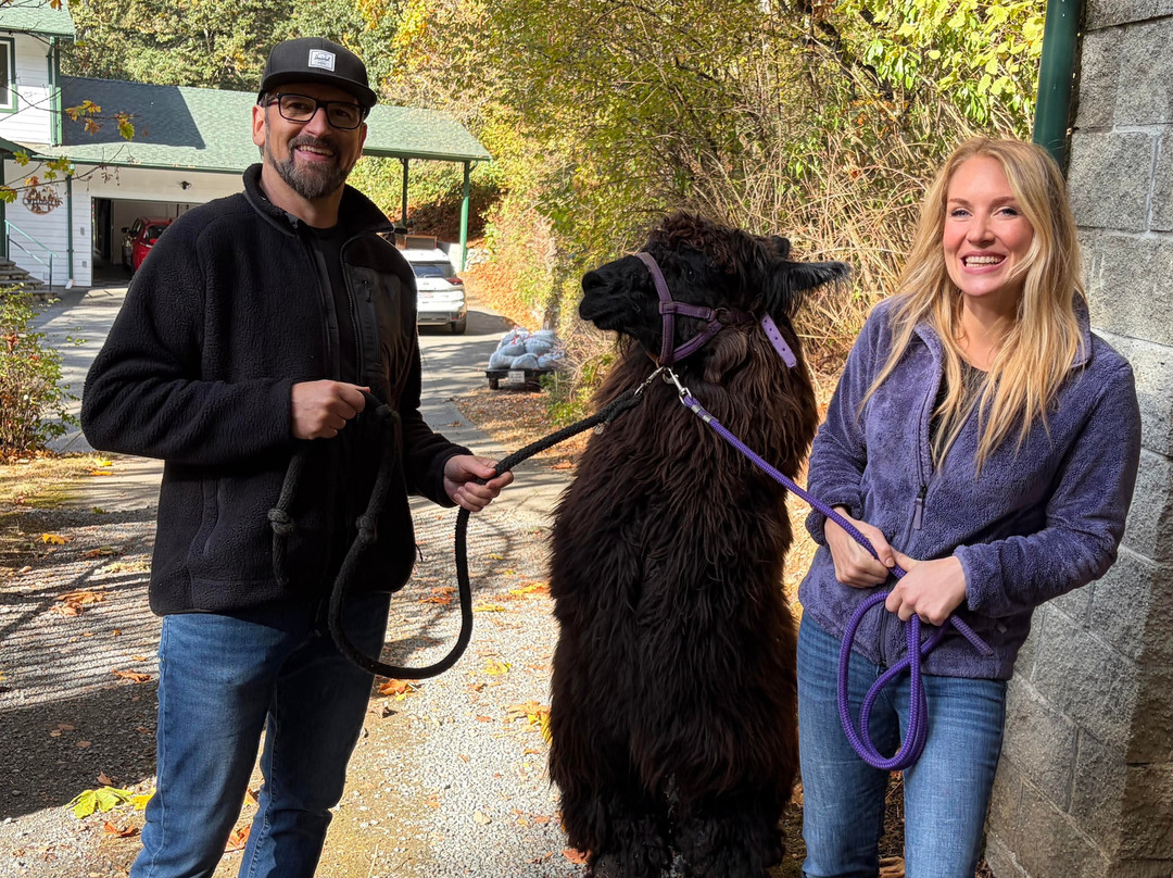 Millstream Miniature Llamas