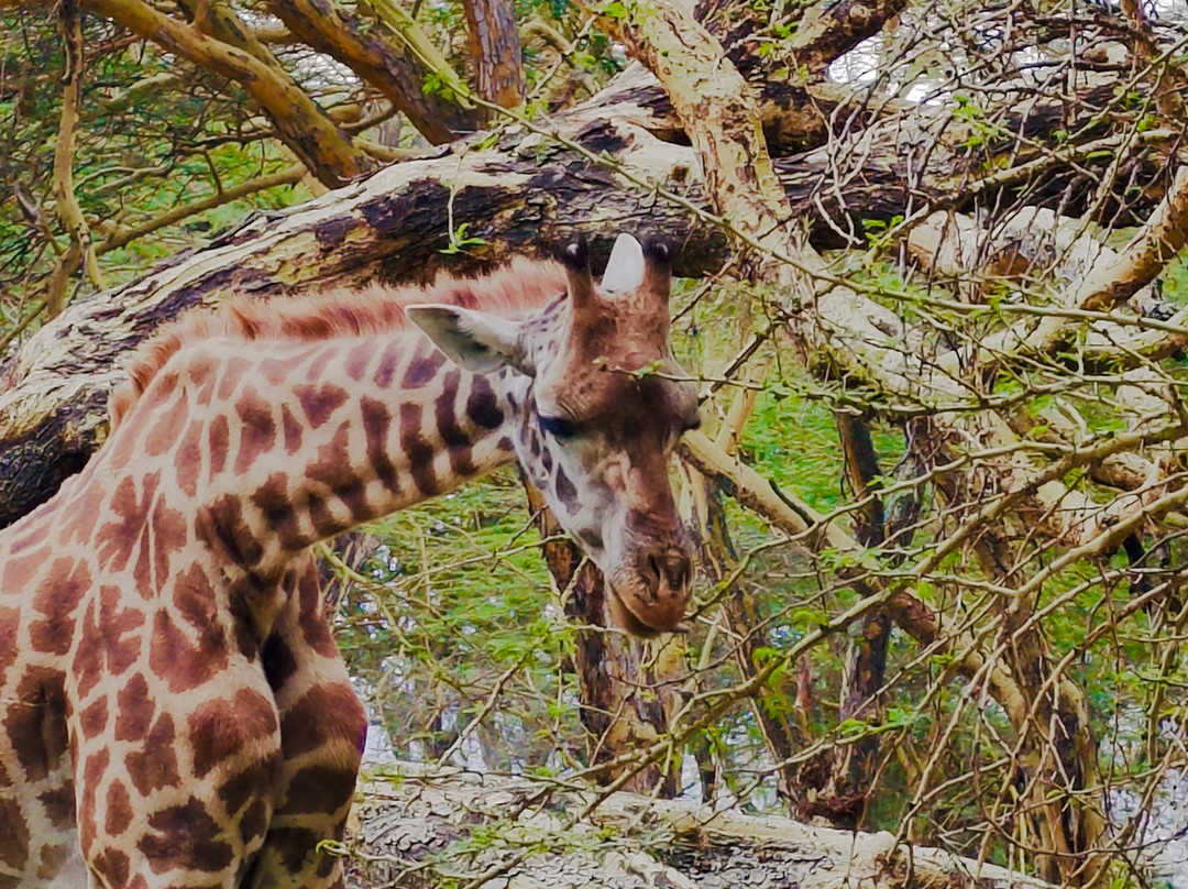 Explorer Kenya-内罗毕必去景点
