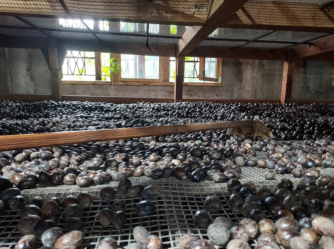 Grenada Co-Operative Nutmeg Association-格林纳达必去景点