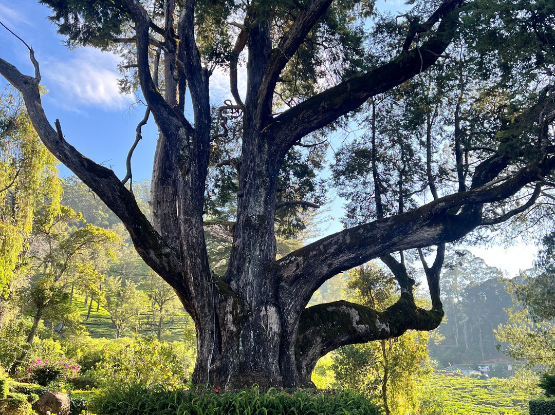 苏格兰种植园主别墅 · 黛玛系列主图