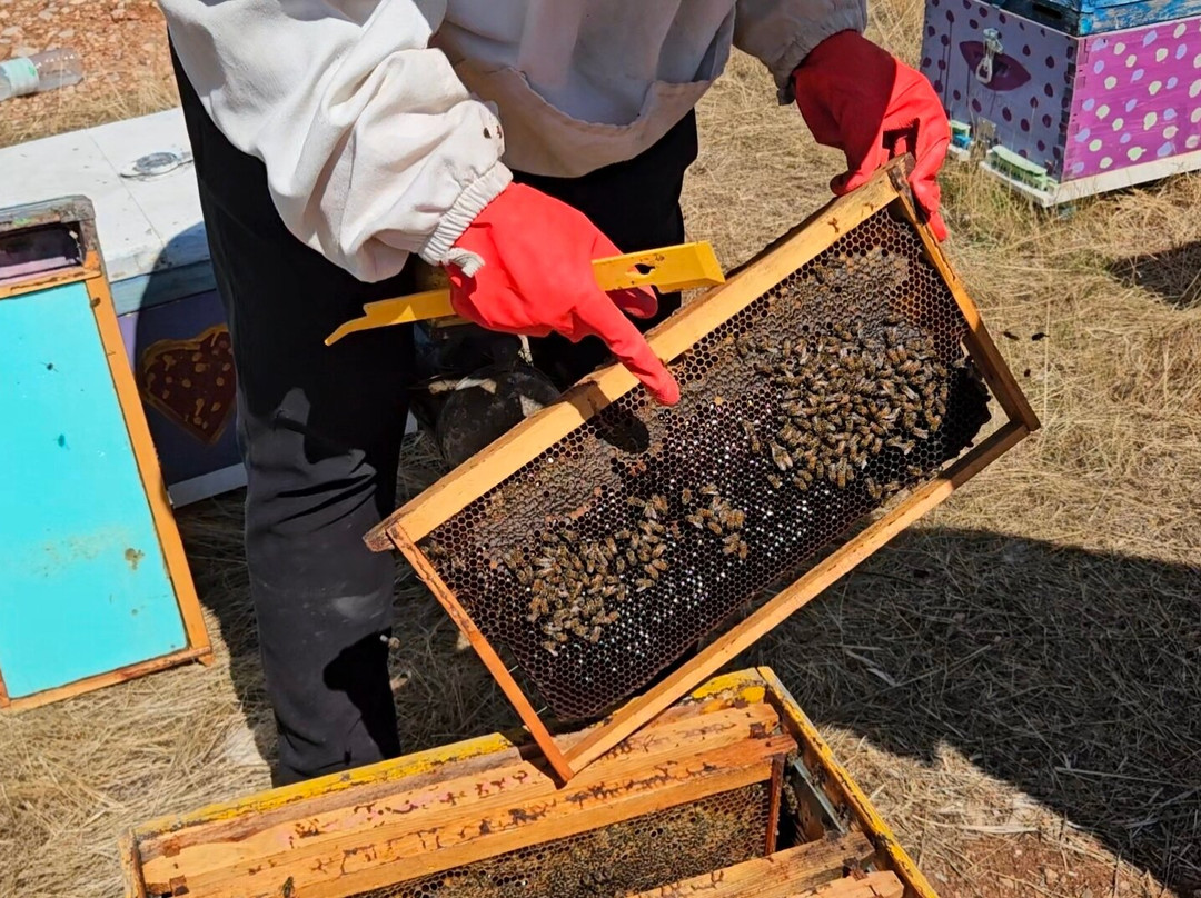 So! Bee-纳夫普利翁必去景点