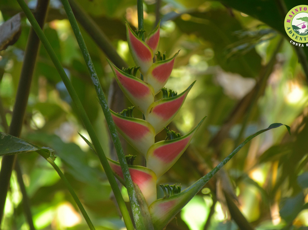 Manuel Antonio National Park-哥斯达黎加安东尼奥国家公园必去景点
