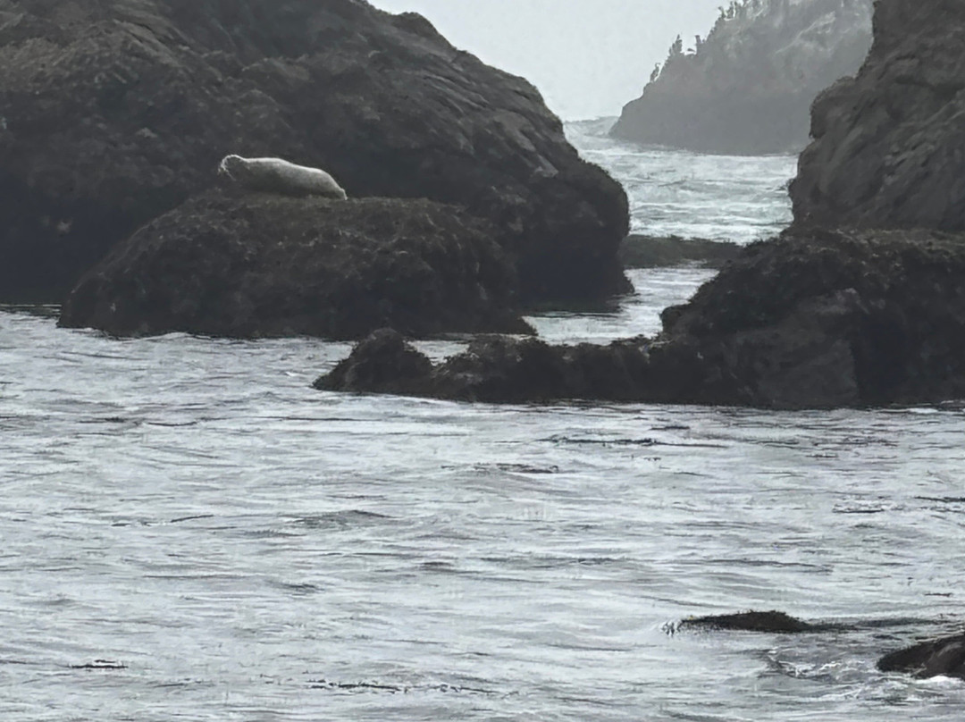 Shell Beach Bodega Bay-博德加湾必去景点
