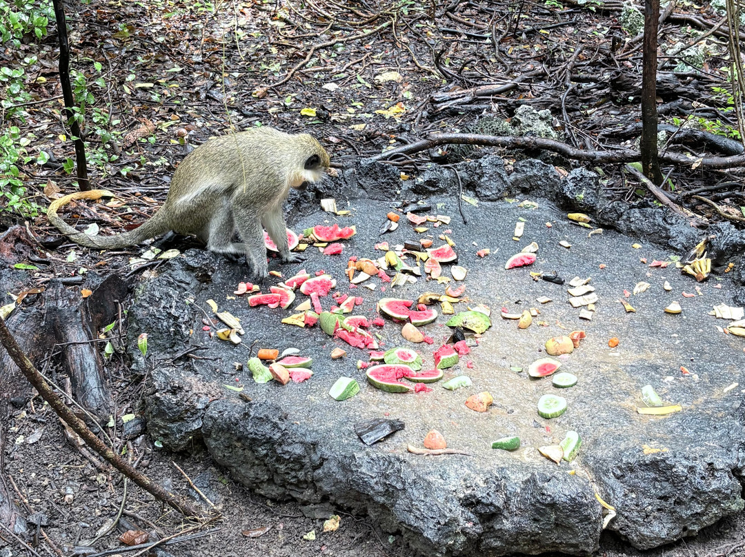 Barbados Wildlife Reserve-Saint Peter Parish必去景点
