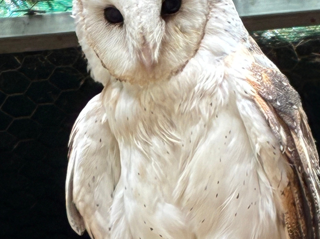 Featherdale Sydney Wildlife Park-Doonside必去景点