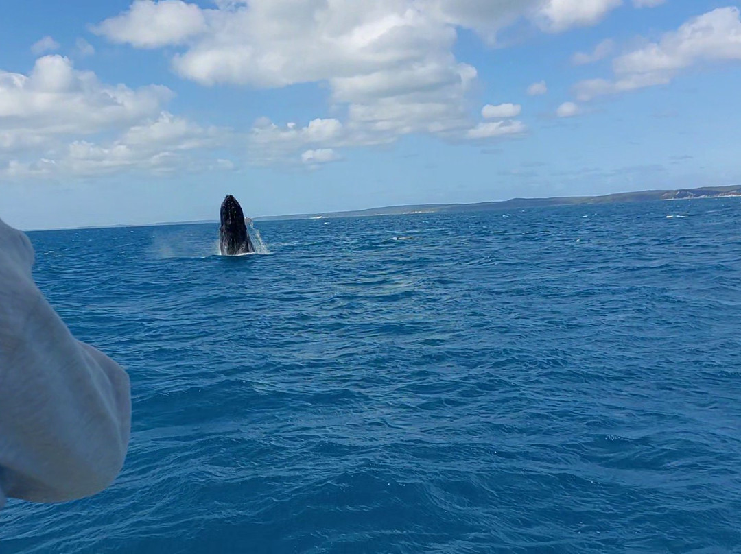 Hervey Bay Whale Watch-尤兰根必去景点